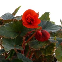 Begonia Trailing Red 6 Pack Boxed Bedding