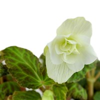 Begonia Trailing White 6 Pack Boxed Bedding