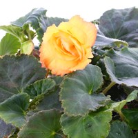 Begonia Trailing Yellow 6 Pack Boxed Bedding