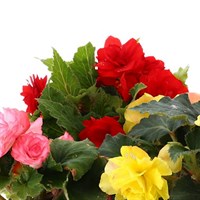 Begonia Upright Mixed 6 Pack Boxed Bedding
