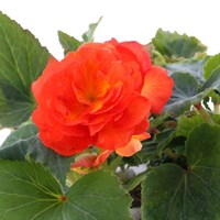 Begonia Upright Orange 6 Pack Boxed Bedding