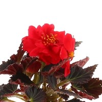 Begonia Upright Red 6 Pack Boxed Bedding