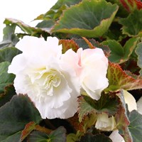 Begonia Upright White 6 Pack Boxed Bedding
