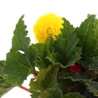 Begonia Upright Yellow 6 Pack Boxed Bedding