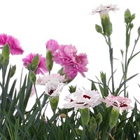 Dianthus Mixed 6 Pack Boxed Bedding