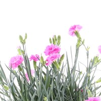Dianthus Pink 6 Pack Boxed Bedding