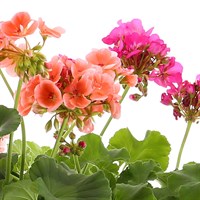 Geranium Mixed 6 Pack Boxed Bedding