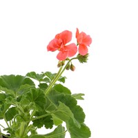 Geranium Orange 6 Pack Boxed Bedding