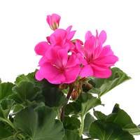 Geranium Pink 6 Pack Boxed Bedding