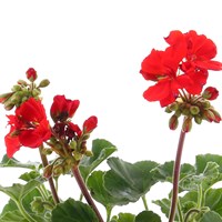 Geranium Red 6 Pack Boxed Bedding