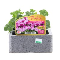 Geranium Trailing Blue/Purple 6 Pack Boxed Bedding