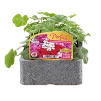 Geranium Trailing Mixed 6 Pack Boxed Bedding