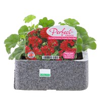 Geranium Trailing Red 6 Pack Boxed Bedding