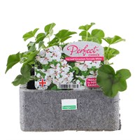 Geranium Trailing White 6 Pack Boxed Bedding