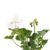 Geranium White 6 Pack Boxed Bedding