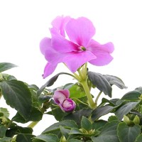 Impatiens Blue/Purple 6 Pack Boxed Bedding