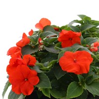 Impatiens Orange 6 Pack Boxed Bedding