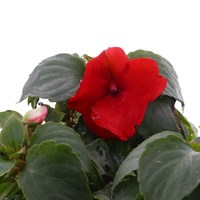 Impatiens Red 6 Pack Boxed Bedding