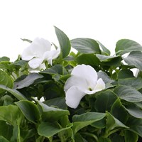 Impatiens White 6 Pack Boxed Bedding