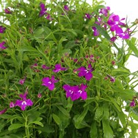 Lobelia Bush Purple 12 Pack Boxed Bedding