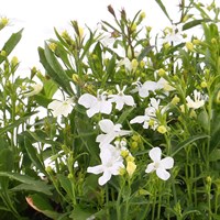 Lobelia Bush White 12 Pack Boxed Bedding