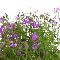 Lobelia Trailing Purple 12 Pack Boxed Bedding