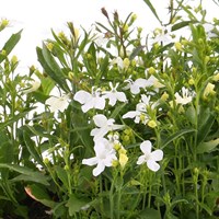 Lobelia Trailing White 12 Pack Boxed Bedding