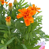 Marigold Orange 6 Pack Boxed Bedding