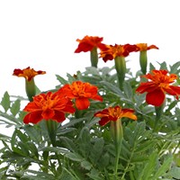 Marigold Red 12 Pack Boxed Bedding