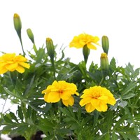 Marigold Yellow 6 Pack Boxed Bedding