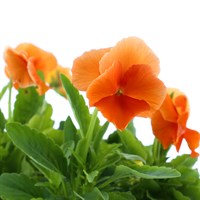 Pansy F1 Orange 6 Pack Boxed Bedding