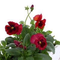 Pansy F1 Red 6 Pack Boxed Bedding