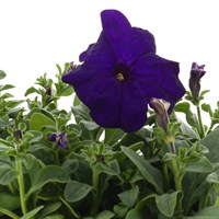 Petunia Blue/Purple 12 Pack Boxed Bedding