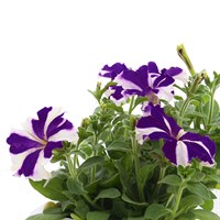 Petunia Mixed 12 Pack Boxed Bedding
