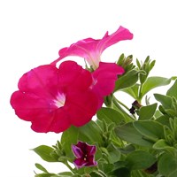 Petunia Pink 6 Pack Boxed Bedding