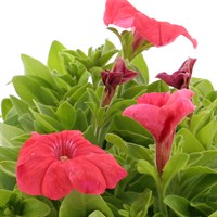 Petunia Red 6 Pack Boxed Bedding