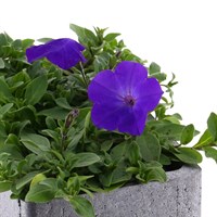 Petunia Trailing Blue/Purple 6 Pack Boxed Bedding