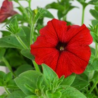 Petunia Trailing Red 6 Pack Boxed Bedding