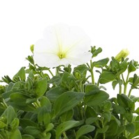 Petunia Trailing White 6 Pack Boxed Bedding