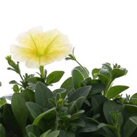 Petunia Trailing Yellow 6 Pack Boxed Bedding