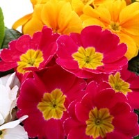 Primrose Mixed 6 Pack Boxed Bedding