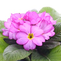 Primrose Pink 6 Pack Boxed Bedding
