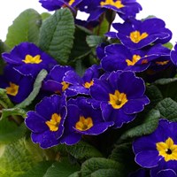 Primrose Purple/Blue 6 Pack Boxed Bedding