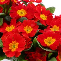 Primrose Red 6 Pack Boxed Bedding