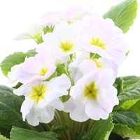Primrose White 6 Pack Boxed Bedding