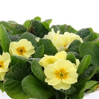 Primrose Yellow 6 Pack Boxed Bedding