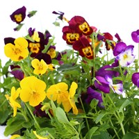 Viola F1 Mixed 6 Pack Boxed Bedding