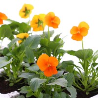Viola F1 Orange 6 Pack Boxed Bedding