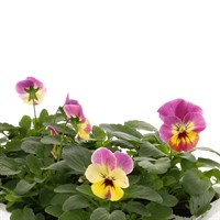 Viola F1 Pink 6 Pack Boxed Bedding