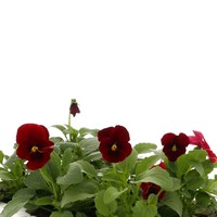 Viola F1 Red 6 Pack Boxed Bedding